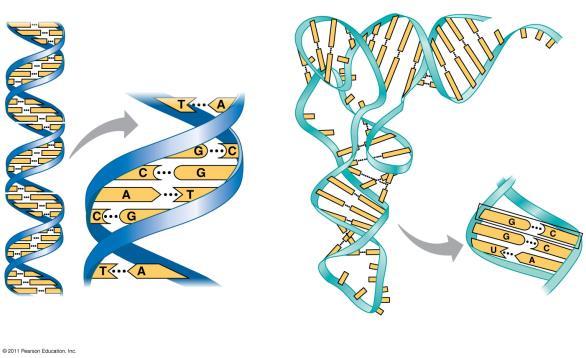 DNA & RNA Structure DNA is double-stranded and RNA is single-stranded.
