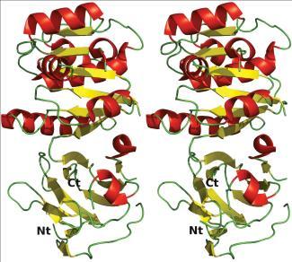 3. Proteins hapter Reading pp. 75-83 Overview of Proteins Proteins are polymers of amino acids and have a tremendous variety of functions.