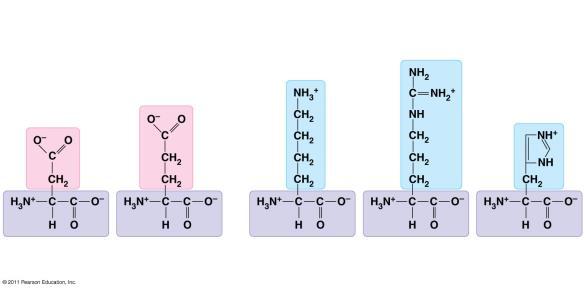 Acids The R groups of these AAs are acidic or basic and as a result have a net charge at neutral ph.