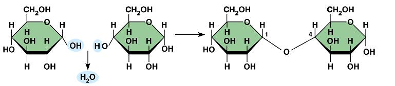 Building sugars Dehydration synthesis monosaccharides