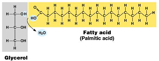 Structure: Fats glycerol (3C alcohol) + fatty acid fatty acid = long HC