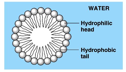 Phospholipids in water Hydrophilic heads attracted to H 2
