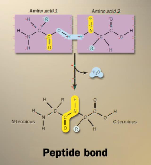 Building proteins Peptide bonds covalent bond between NH 2 (amine) of one amino acid &