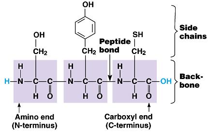 Building proteins Polypeptide chains have direction N-terminus = NH 2 end C-terminus =