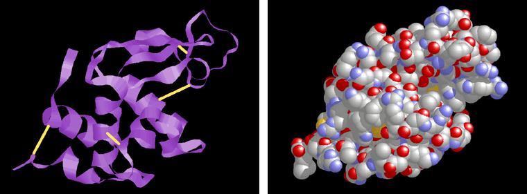 protein s structure & its function even just one amino acid change can make