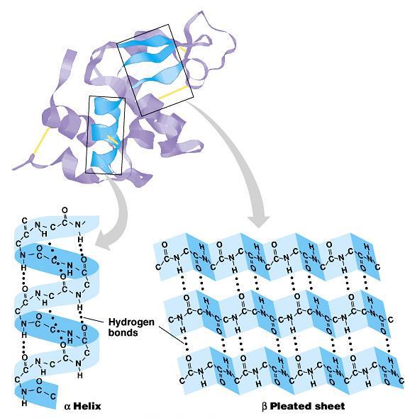 Secondary (2 ) structure Local folding folding along short sections of polypeptide interactions between adjacent