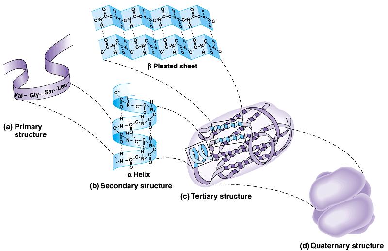 Protein structure (review) 1 amino acid sequence peptide bonds R groups hydrophobic interactions disulfide