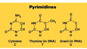 adenine (A) guanine (G) pyrimidines single ring N