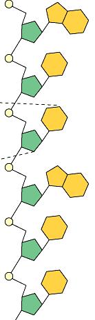 Backbone Nucleic polymer sugar to PO 4 bond phosphodiester bond new base added to sugar of previous base