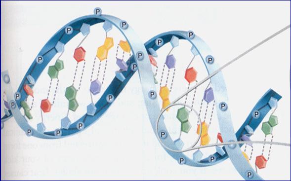 DNA Function: DNA stores the genetic information needed to build your body, and maintain it for life.