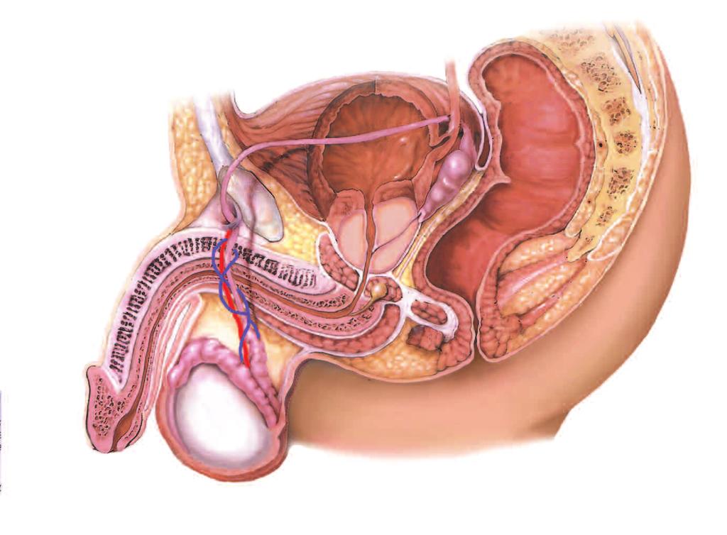 Prostate perspectives The prostate gland is found in the pelvis, under the bladder and in front of the rectum.