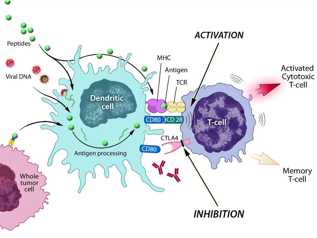 How Pox viral vaccines activate TAA specific T-cells