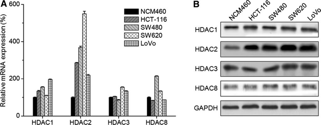 Fig. 1 The expression of class I HDACs in CRC cell lines.