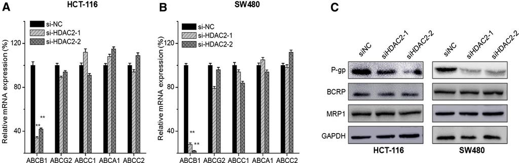 Fig. 3 Silencing of HDAC2 downregulates the expression of ABCB1 in CRC cells.
