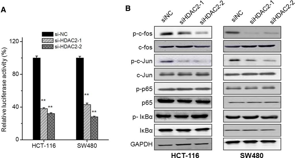 Fig. 4 AP-1 is involved in the modulation effects of HDAC2 on ABCB1 expression.