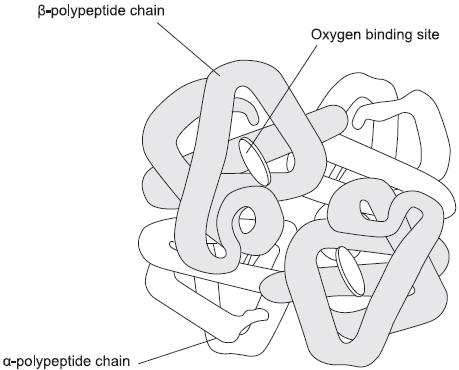 Q1. The diagram shows a molecule of haemoglobin. (a) What is the evidence from the diagram that haemoglobin has a quaternary structure? (1) (i) A gene codes for the α-polypeptide chain.