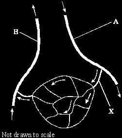 Q5. The diagram shows some blood vessels in muscle tissue. (a) (i) Which type of blood vessel is X?