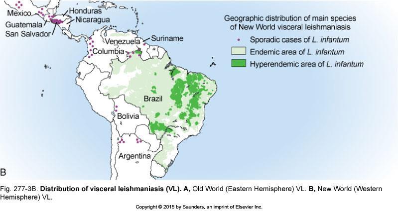 Visceral Leishmaniasis in the New