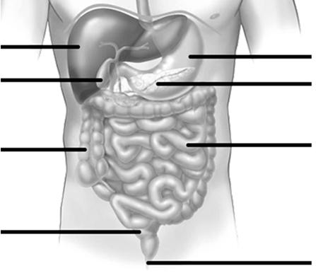 Distinguish between mechanical digestion and chemical digestion. Refer to both the process and give an example of a digestive structure that performs that process.
