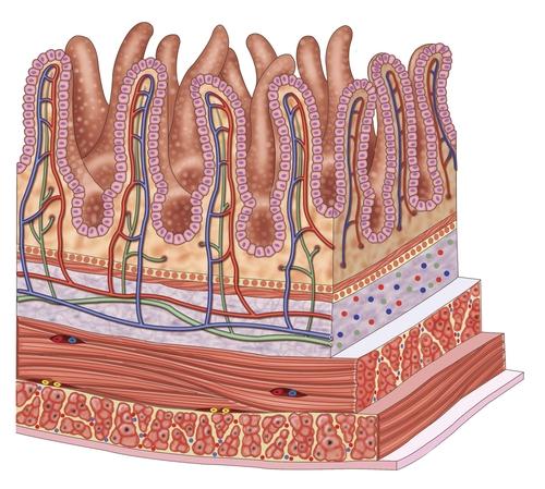 www.ck12.org CHAPTER 4 Functions of the Small Intestine Explain how digestion and absorption occur in the small intestine. These projections absorb. Absorb what?