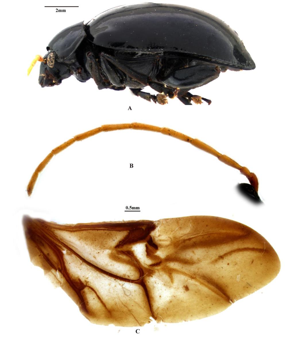 A new genus of flea beetles Prathapan et al. Figure 3. Allenaltica flavicornis sp. nov. A, lateral habitus; B, antenna; C, wing.