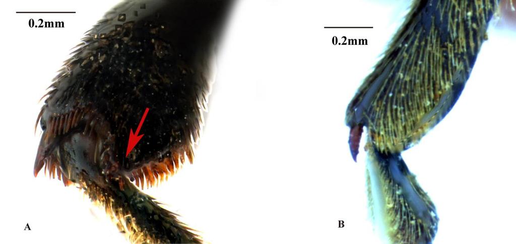 A new genus of flea beetles Prathapan et al. Figure 4. Apex of metatibia in ventral view. A, Allenaltica flavicornis sp. nov.; B, Sphaerometopa acroleuca (Wiedemann, 1819).
