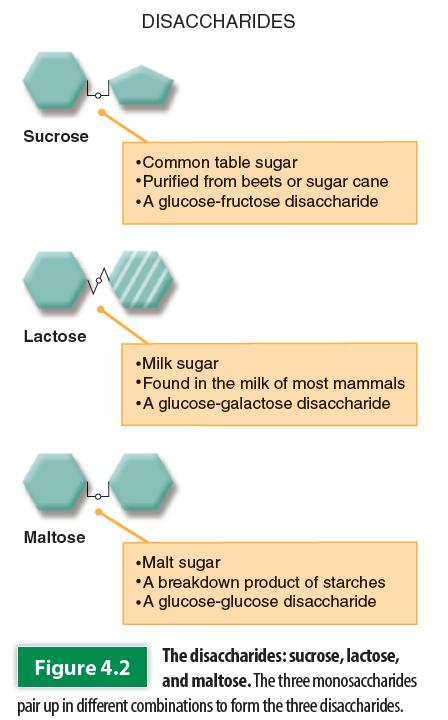 Monosaccharides Galactose Rarely occurs as a monosaccharide in food Usually bonds to glucose to form Simple Sugars Disaccharides: Consist of two monosaccharides linked together Sucrose: Lactose: