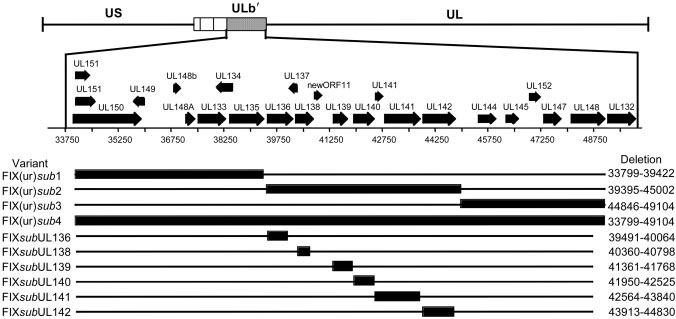 BLOOD, 1 AUGUST 2007 VOLUME 110, NUMBER 3 CMV LATENCY-PROMOTING GENES 941 Figure 2. Schematic of ULb region recombinant viruses.