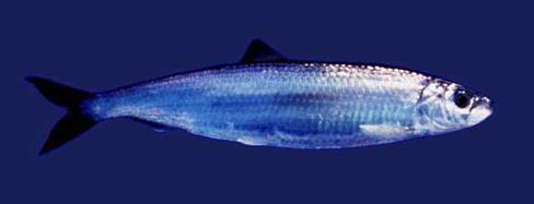 More recently also the fish proteins have come into focus and