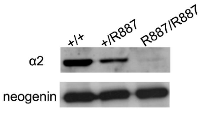 FHM2 mouse model Wild-type alleles Gene targeting FHM2