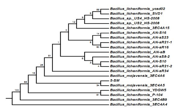Sahu et al, 213; Isolation and Characterization of Bacteria from Soil collected from Himalayan region for the Production of Lipase by Solid State Fermentation using TWEEN-2 Fig-2: Phylogenetic Tree