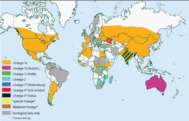Worldwide distribution of West Nile Virus lineages From: Vector-Virus