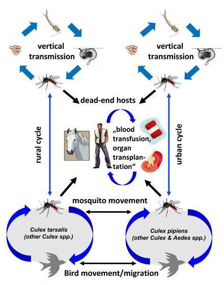 West Nile Virus transmission cycle From: Martin Pfeffer&Gerhard Dobler.