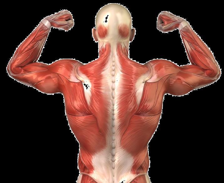 MUSCULAR SYSTEM Only tissue capable of shortening or