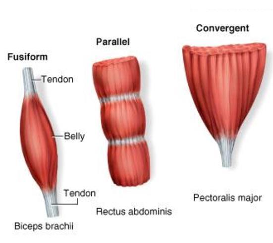 PARALLEL MUSCLE FIBER Run largely parallel in