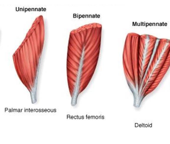 PENNANTE FIBER Unipennate Aligned in one direction to a central tendon Bipennate Attach