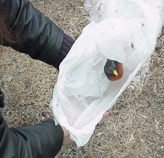 leak-proof plastic bag and seal the bag Place the sealed bag in another leak-proof plastic bag and tightly seal