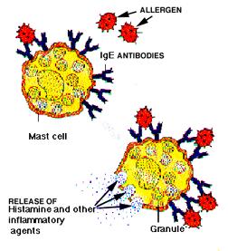 antibody will bind to it and cause allergy cells to trigger, releasing compounds that cause allergy symptoms. Pathophysiology of Allergic Inflammation: Clinical Disease Early Phase Reaction Max.
