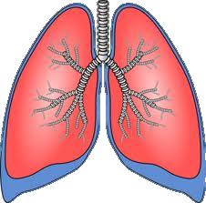 pneumoniae will generate PC-specific B