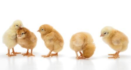 >50,000,000 chicks sold annually One hatchery may