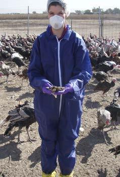 Environmental Sampling of Live Poultry and Their Environments Where to