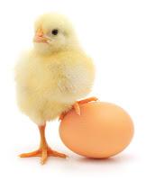 Reasons for Haivng Backyard Flocks Fun hobby Better quality food Eggs
