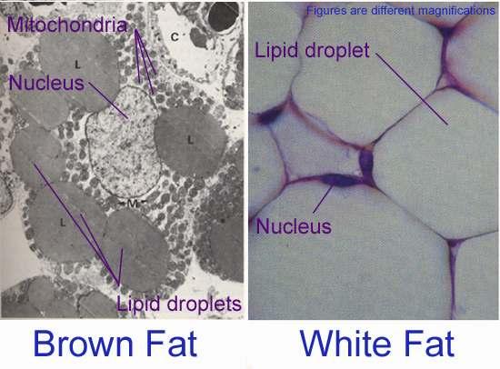 White Adipose Tissue (WAT) & Brown Adipose Tissue (BAT) Adipose tissue (fat cell) is an endocrine organ that control energy balance. WAT (Bad Fat): Stores excess energy as Fat (TG).