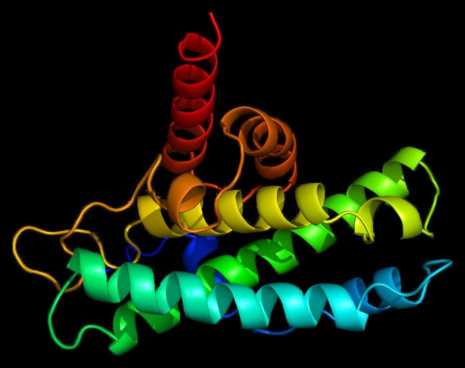 Rb funcfon ReFnoblastoma RB1 gene expressing prb. Phosphorlyated transcripfon REPRESSOR that blocks Go- G1 transifon.