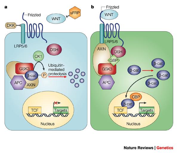 Wnt and ß- catenin Signaling Canonical Wnt Signaling Non- canonical Wnt Signaling ß- catenin is phosphorylated and targeted for proteolysis in the absence of Wnt or in the absence of Wnt, ß- catenin
