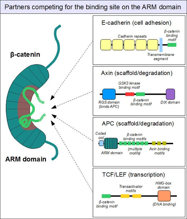 GF- ERK signaling pathway) Wnt signaling is much more important than cancer but is our focus here Canonical pathway lack of wnt leads to loss of ß- cat Canonical Wnt signaling remains without LRP