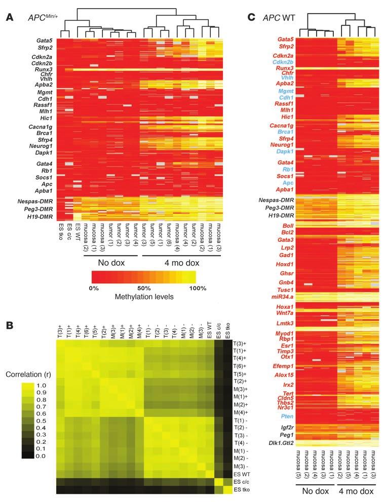 Figure 1 DNA methylation analysis of colon tumors and colon epithelial cells with or without Dnmt3b transgene expression.