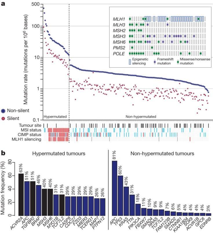 Mutation frequencies in human CRC.