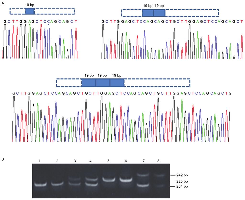 266 Figure 1. Schemtic digrm showing LAPTM4B lleles. (A) Sequencing chromtogrms of LAPTM4B lleles. LAPTM4B * 1 contins one copy of the 19 bp sequence.