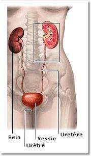Cancer risks in Lynch syndrome, the AD predisposition to MMRD cancers Colon» 80% Rest GI tract